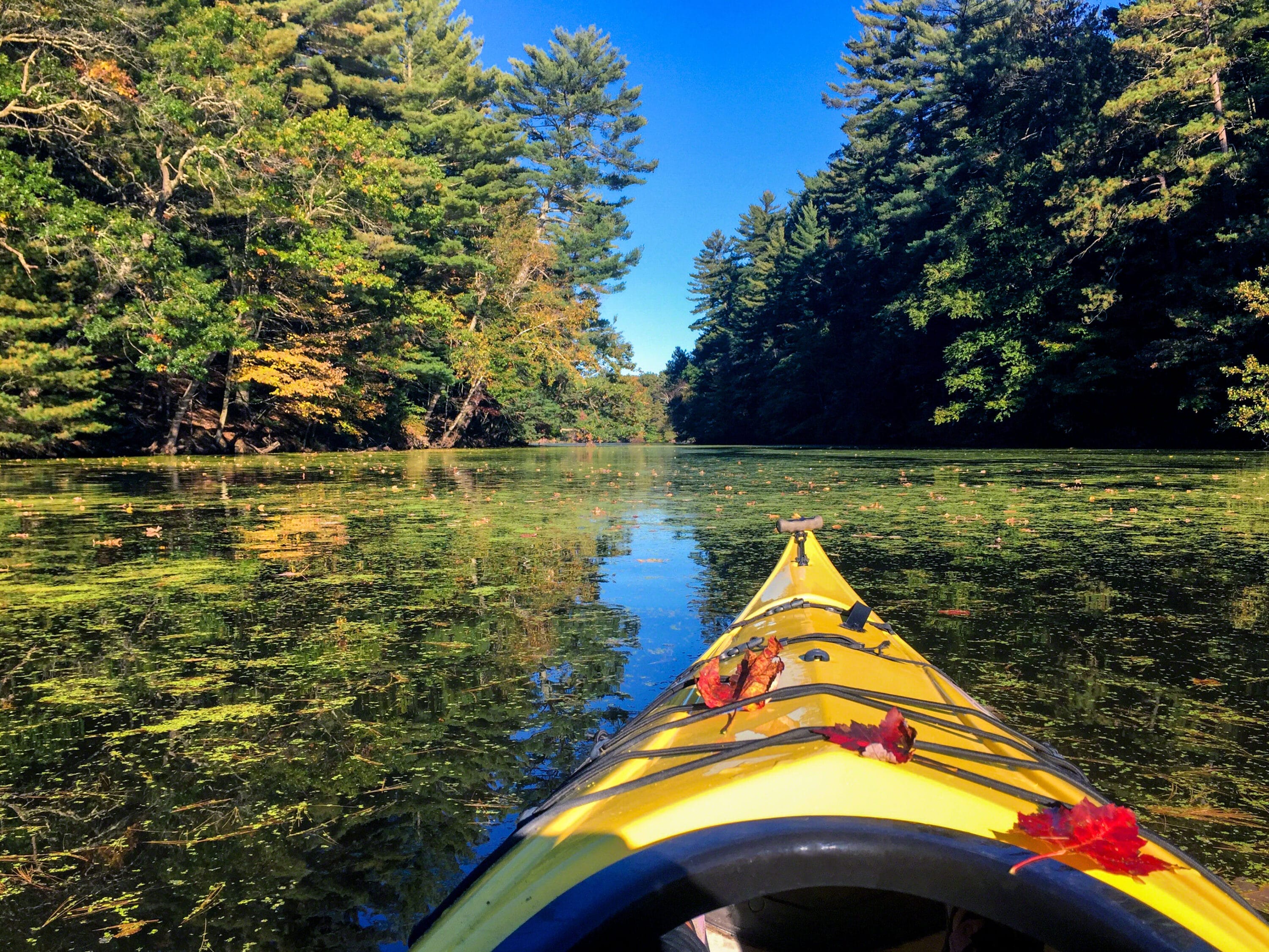 Front of yellow kayak covered with fall leaves, paddling in autumn